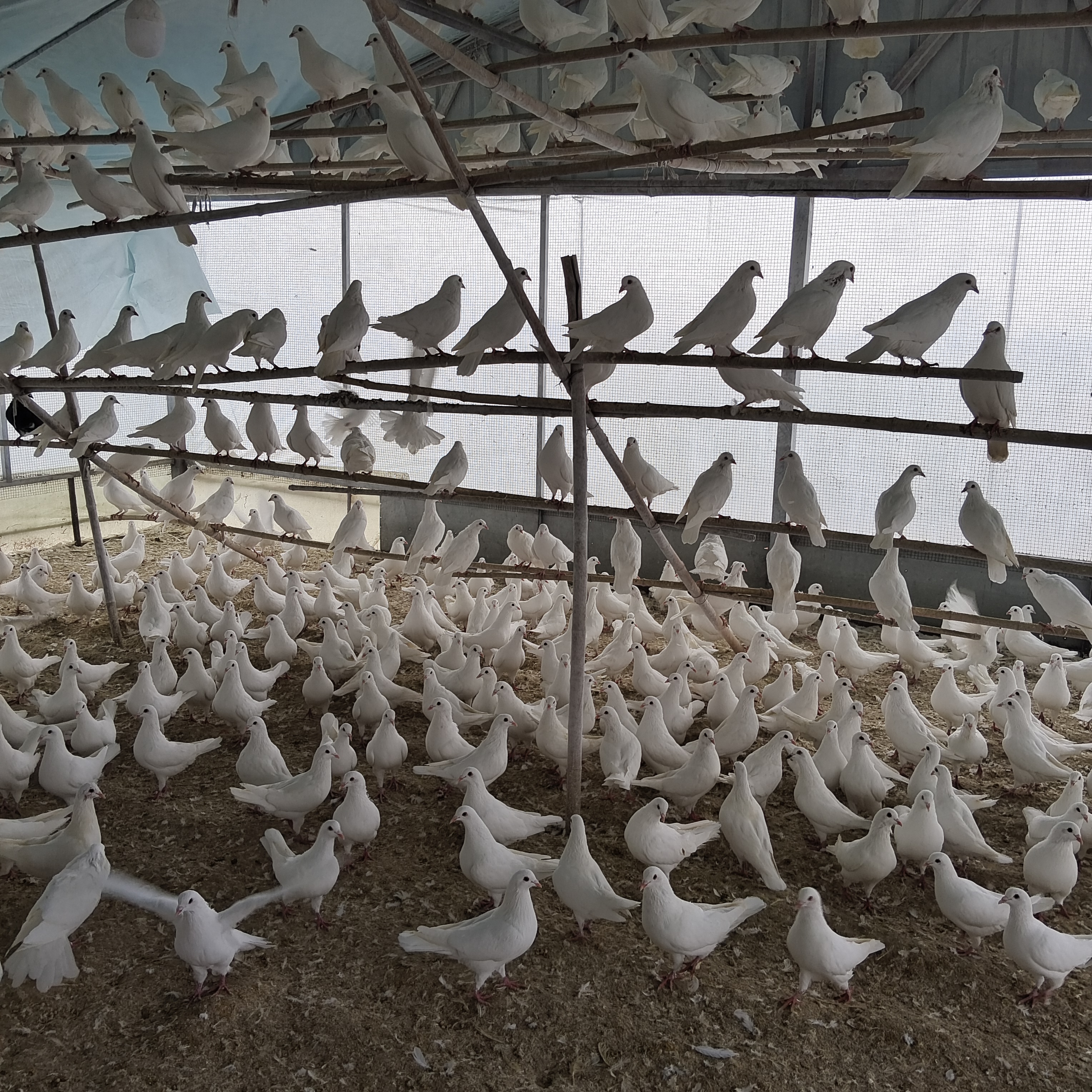 自营鸽子米玛斯双肌鸽4只顺丰包邮