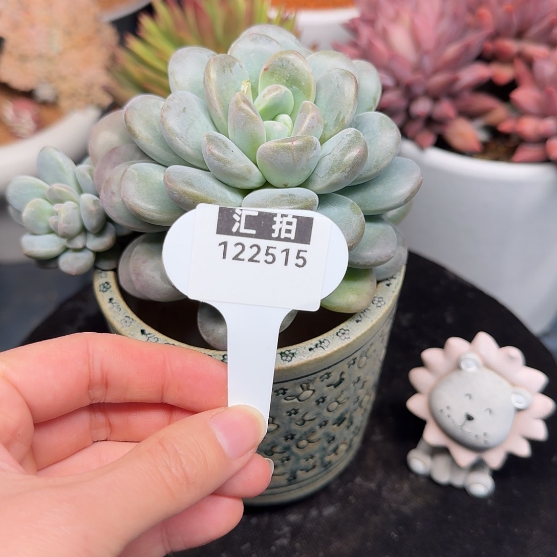 精品多肉植物122515