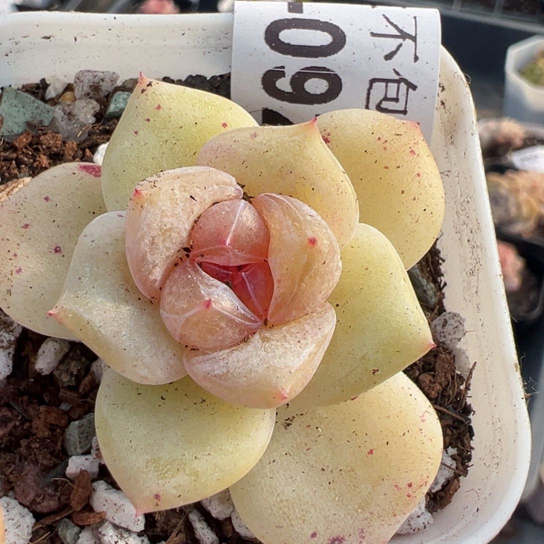 小卡拉米糖心一物一拍1-92