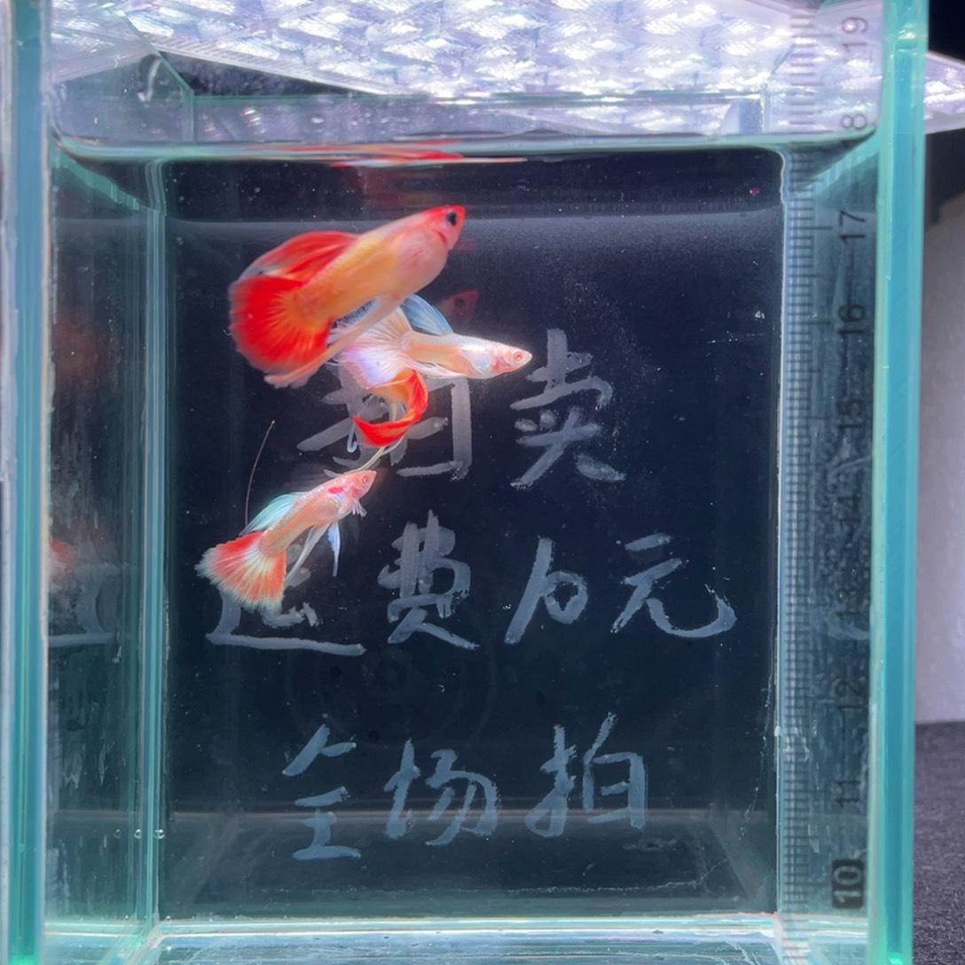孔雀鱼长公孔雀鱼四条