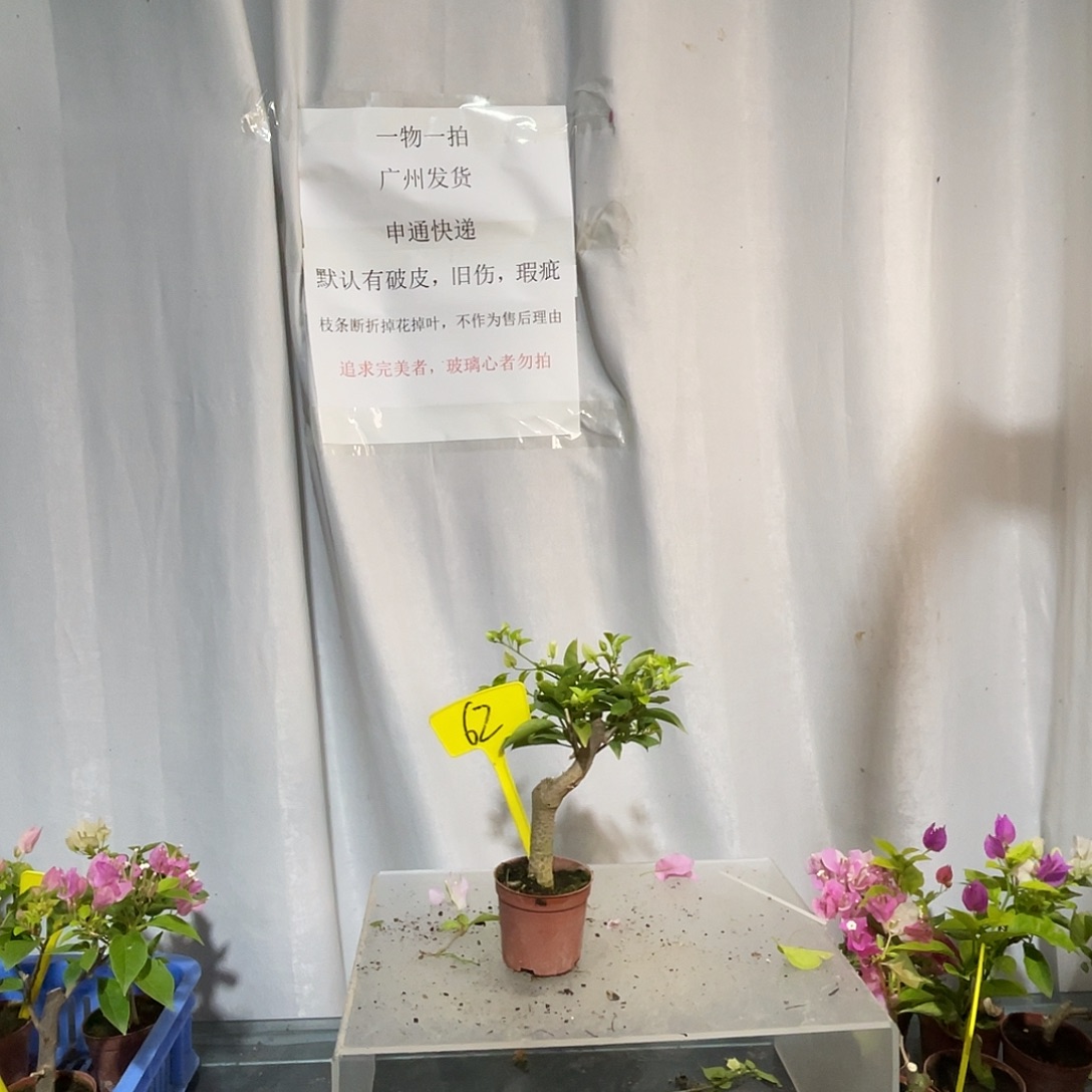 当前无花栽培后可以开花62白雪公主掌中宝