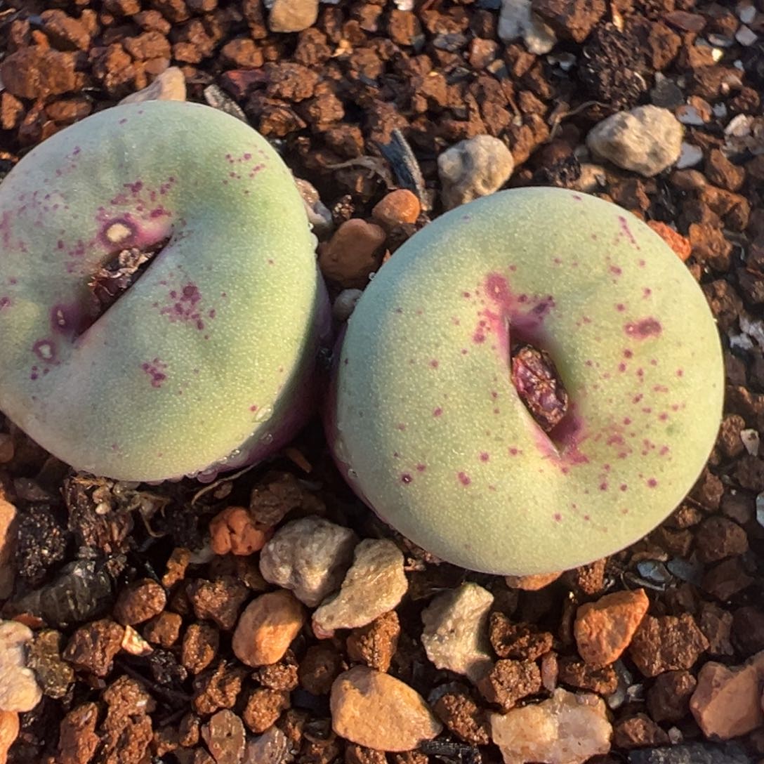 母本屁嘴多肉百科36