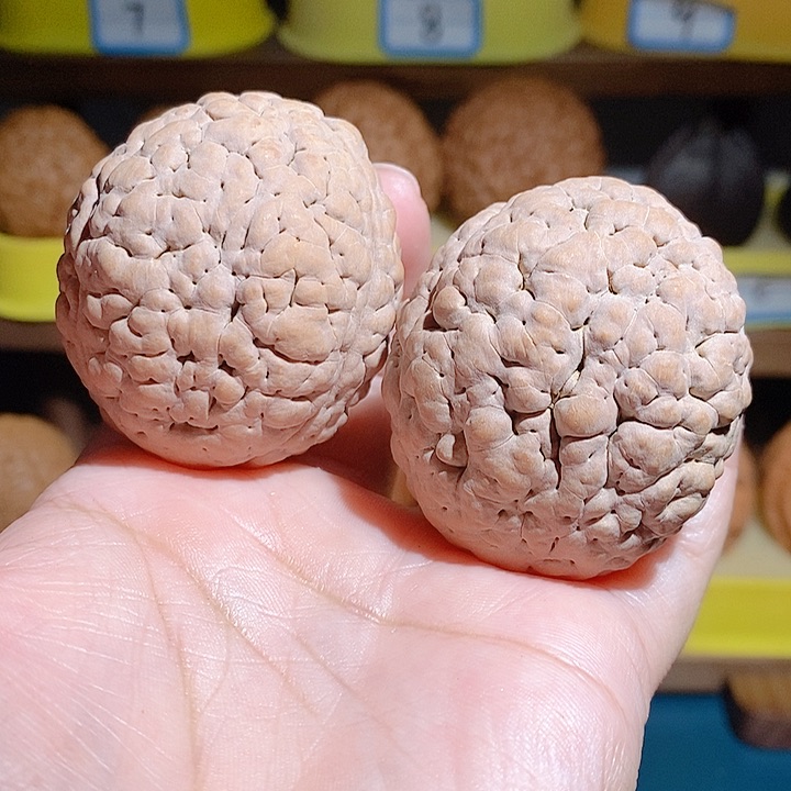 野生三瓣脑纹大金刚4350