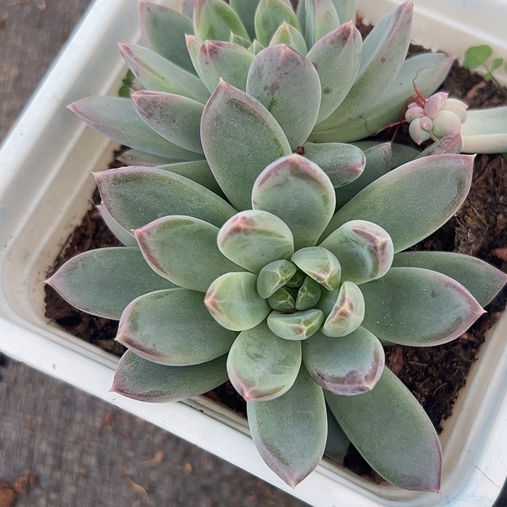 糖心暗纹美人特价