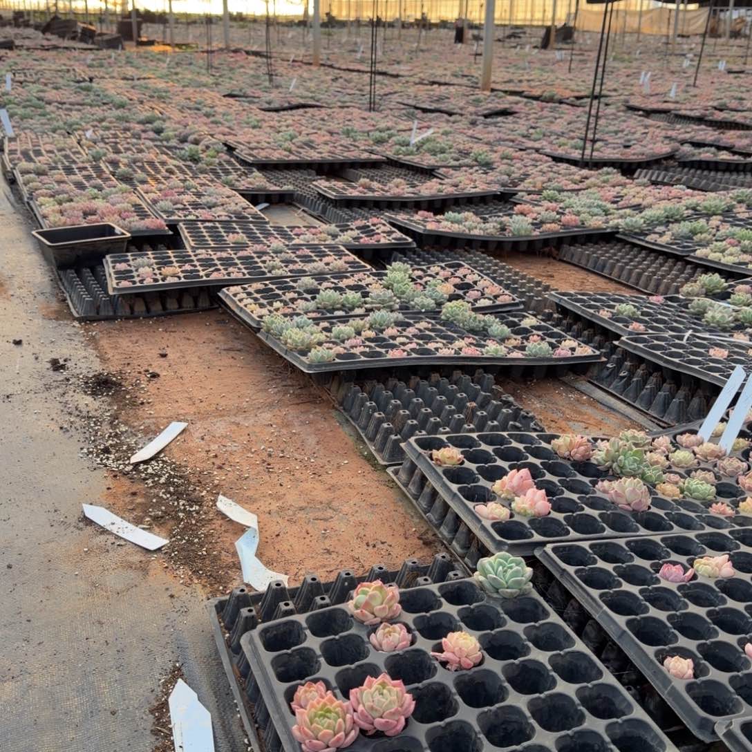 张***淘黄金粉杂交梦露三颗量拍脱土发货