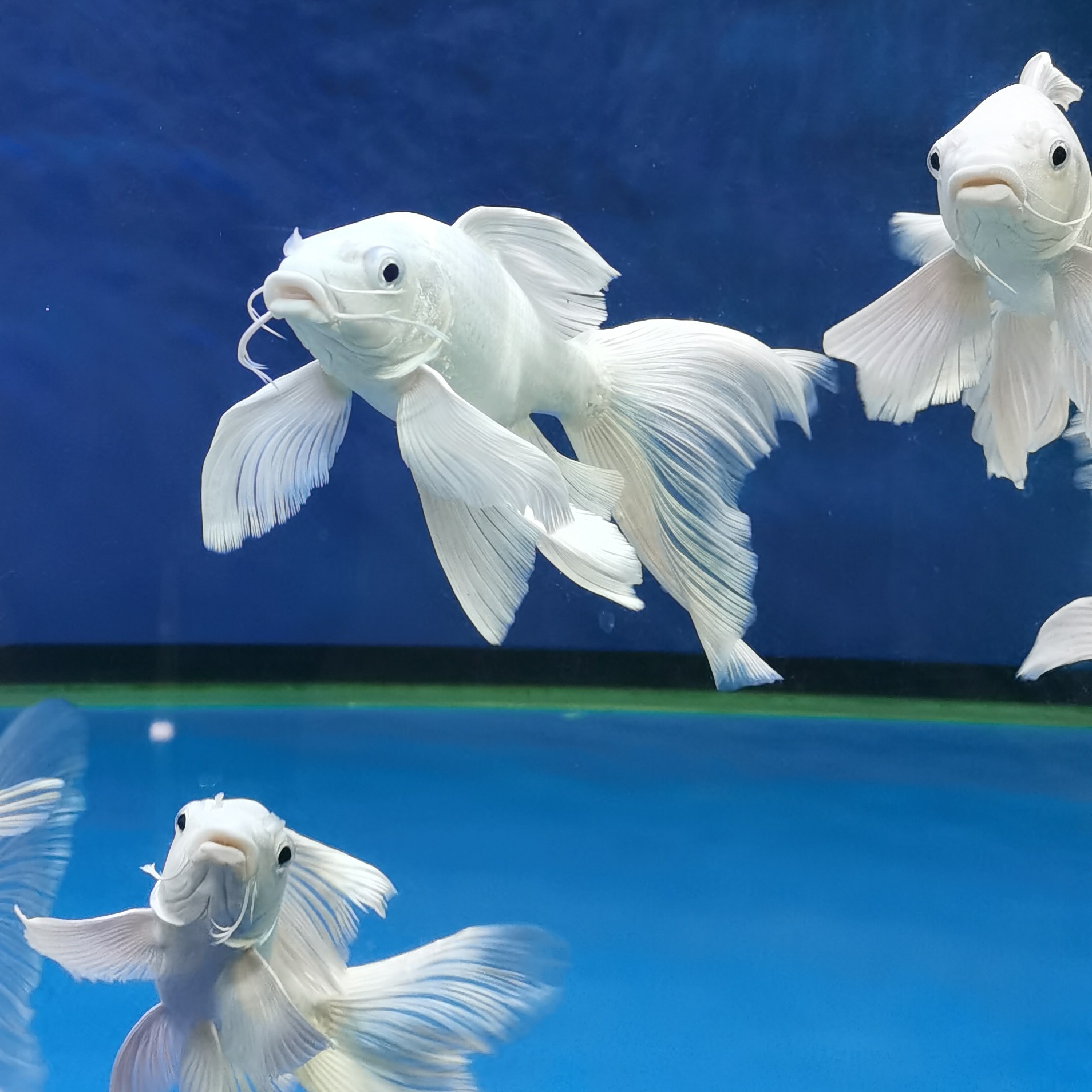 5-7公分精品球体普短身台湾蝴蝶鲤贵妃大鳍大尾冷水观赏鱼