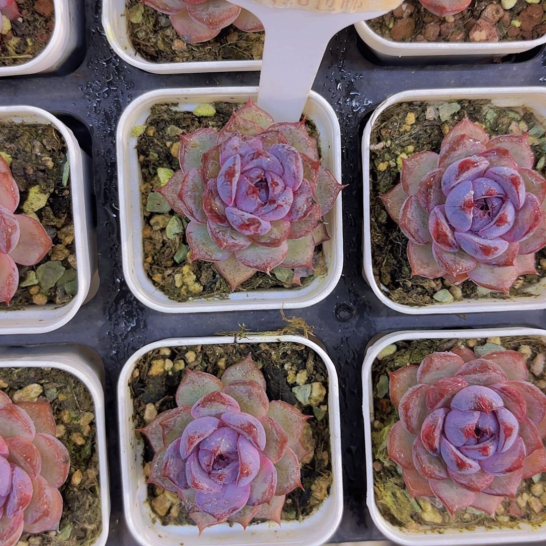 E285黑橙一物一拍