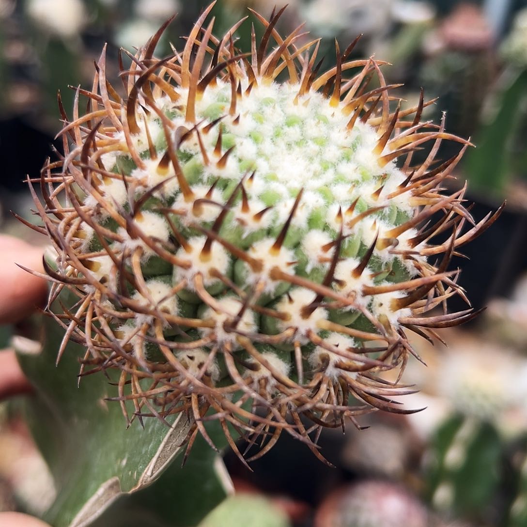 彗星殿仙人球1111111111