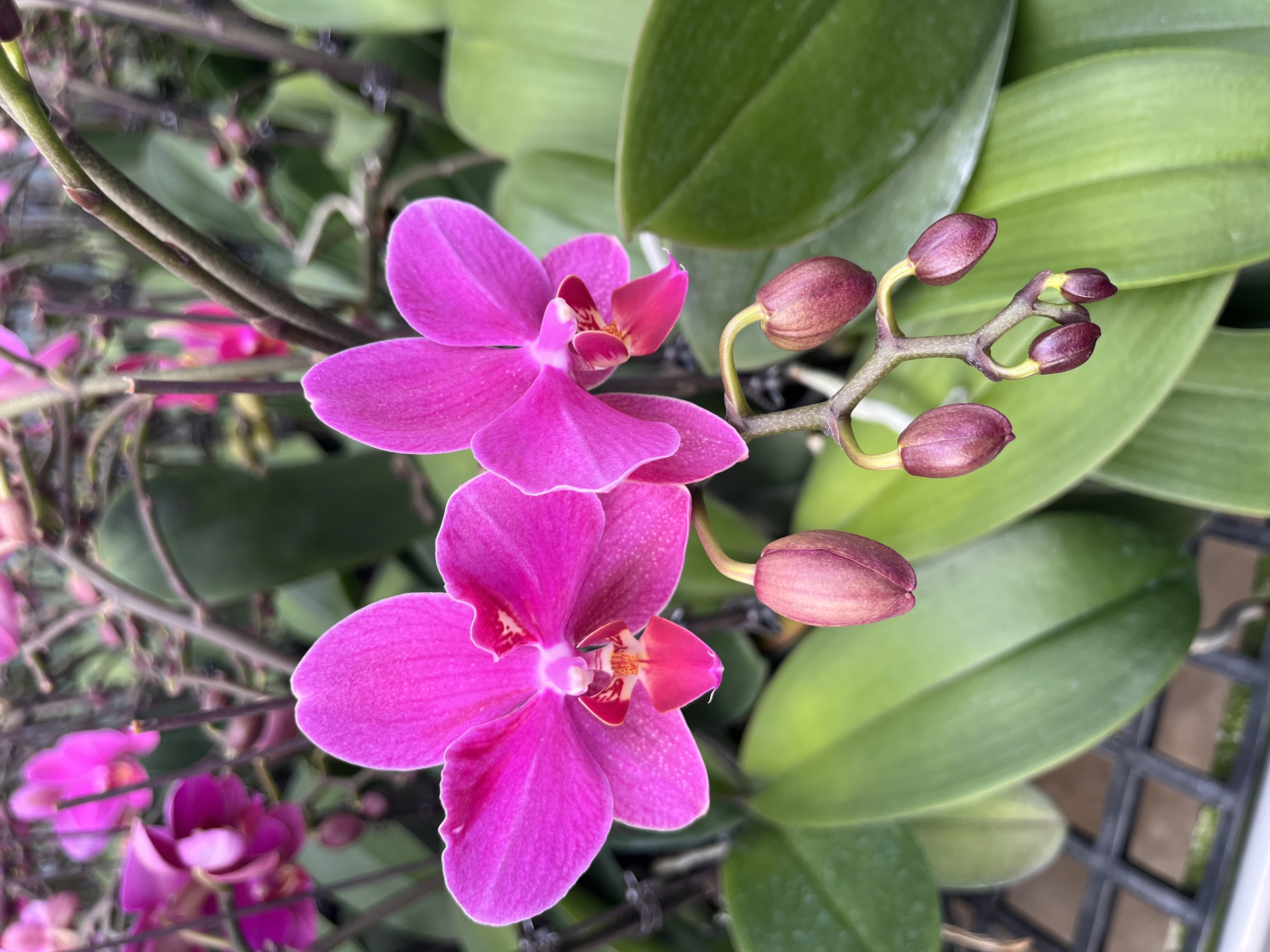A+【红蜻蜓】蝴蝶兰带花苞优雅有档次好养室内前台乔迁送礼好寓意