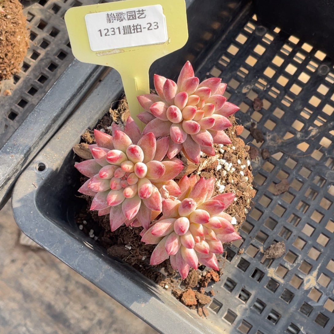 1231-23-虞美人三头一颗