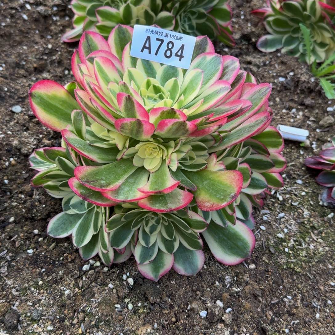 784玉姿多肉植物
