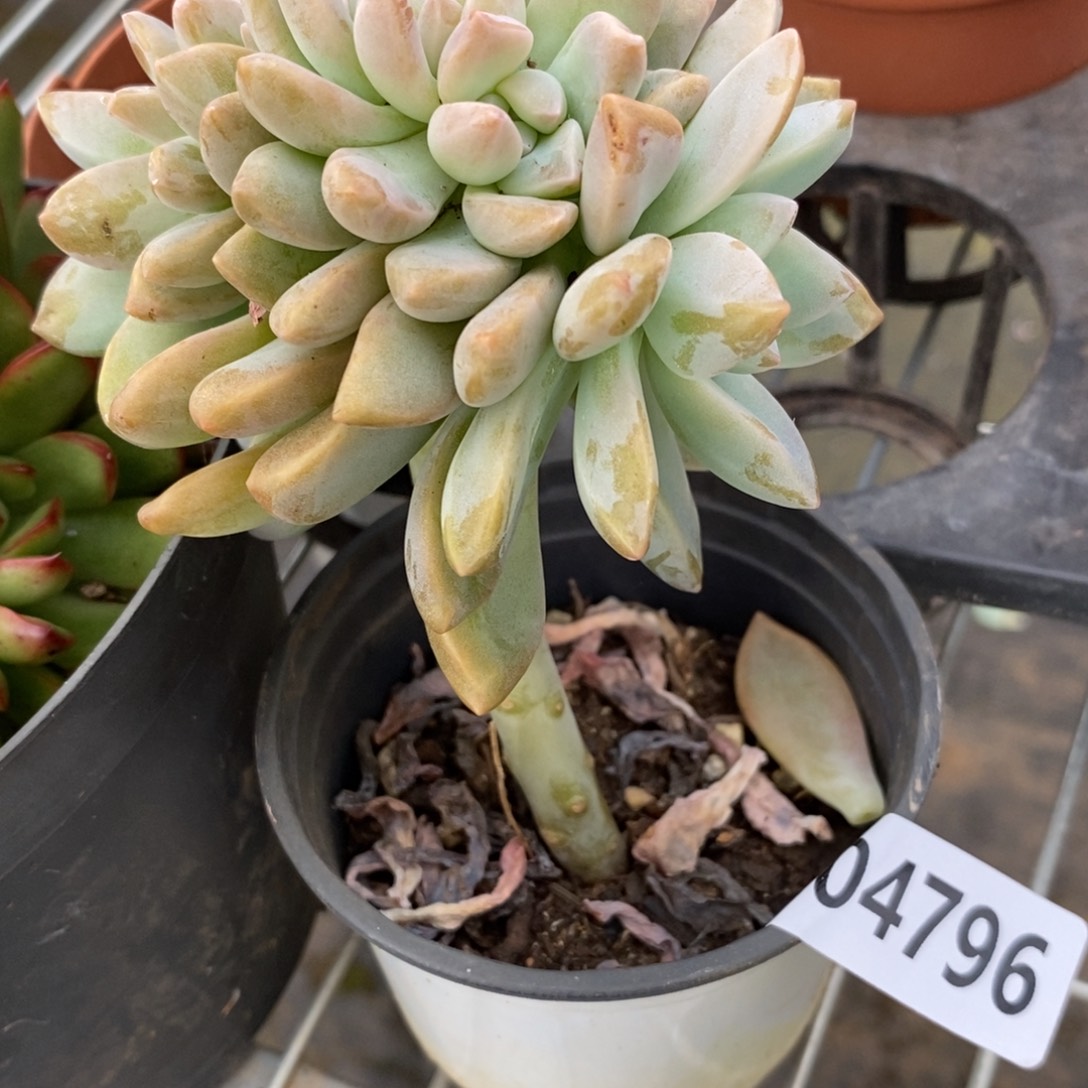 4796淡雪缀化一物一拍