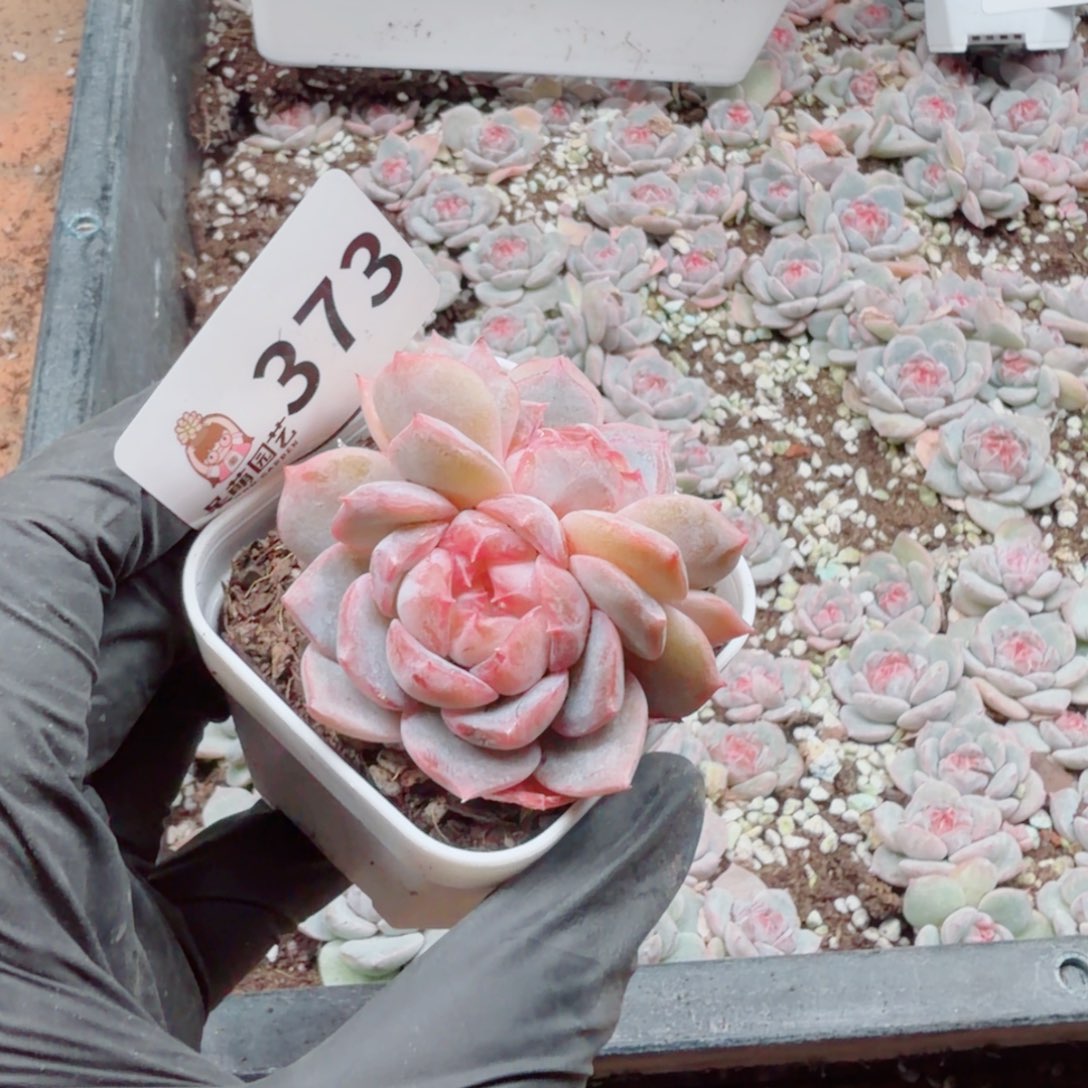 暖****多肉植物多肉植物