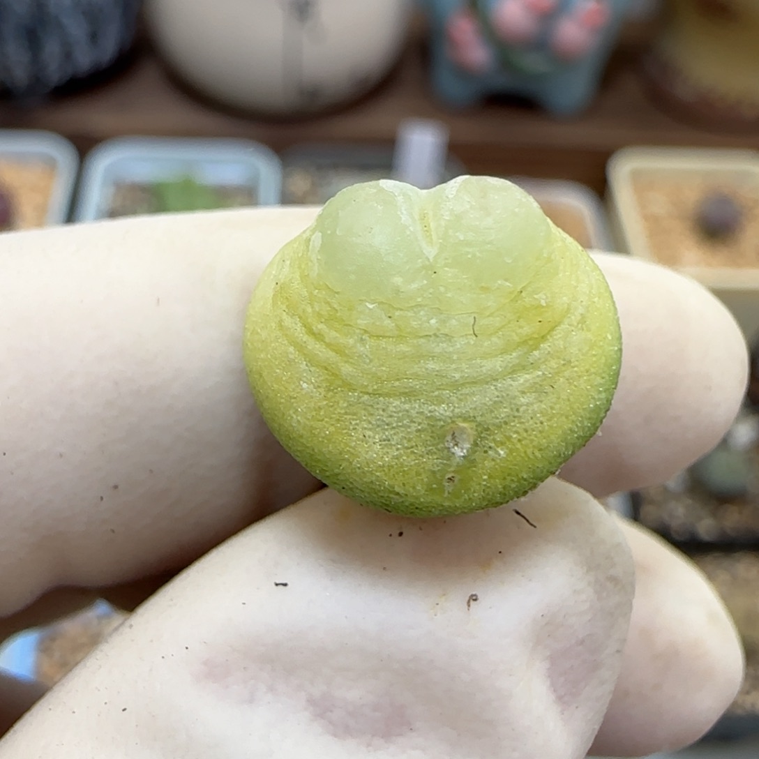 629日系大红拉登