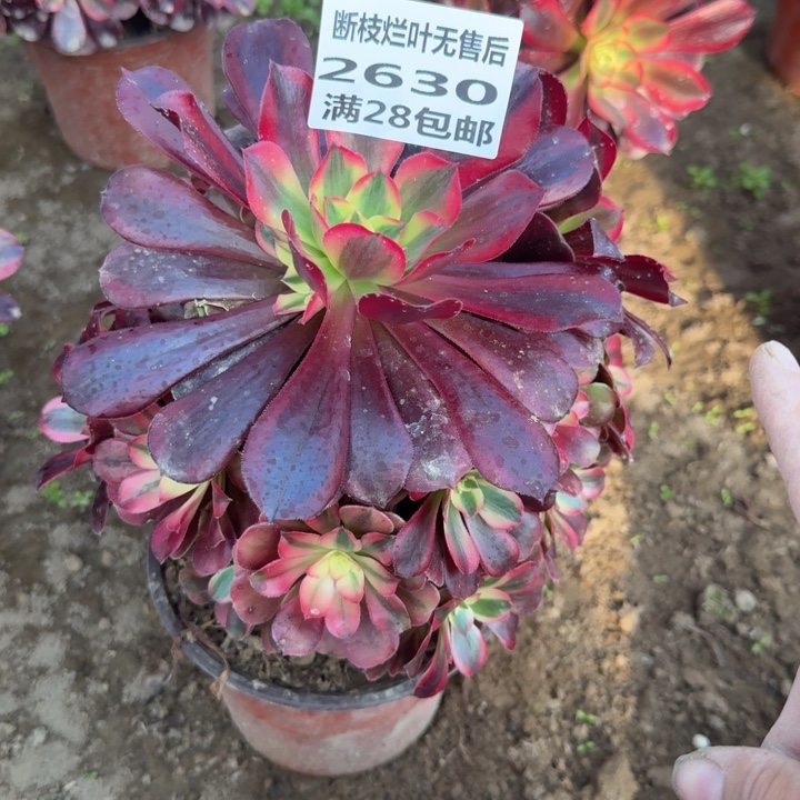 兔***只2630二号棚美杜莎多肉B