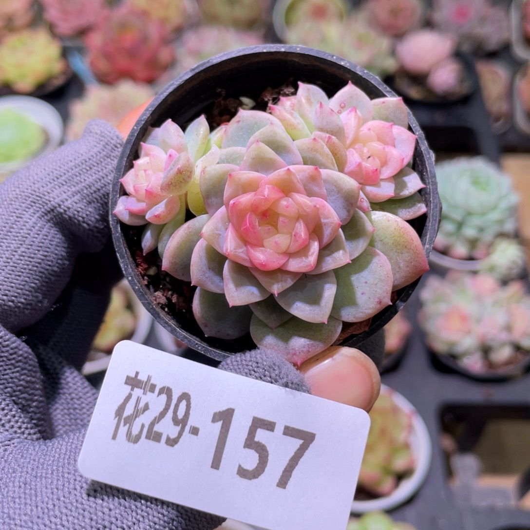 花利美29-157新品珍妮