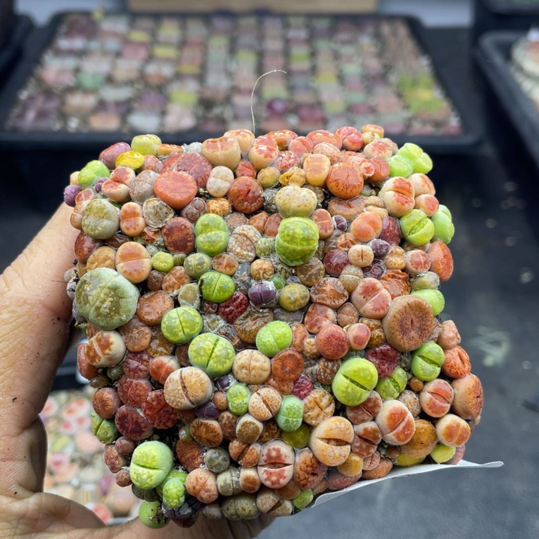 红陶000000000000000098