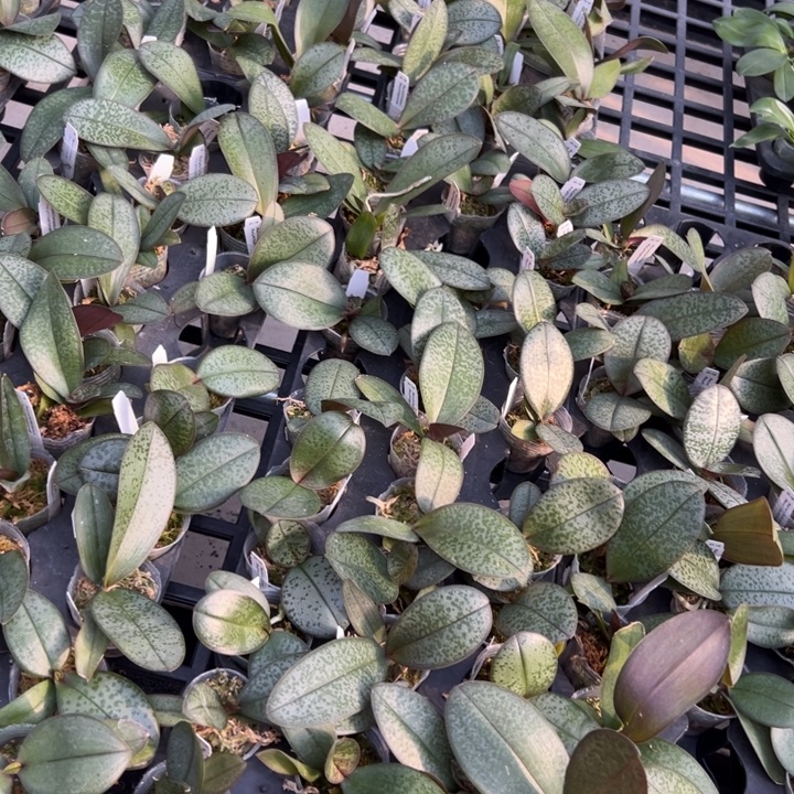 不开花植物西X菲1.7