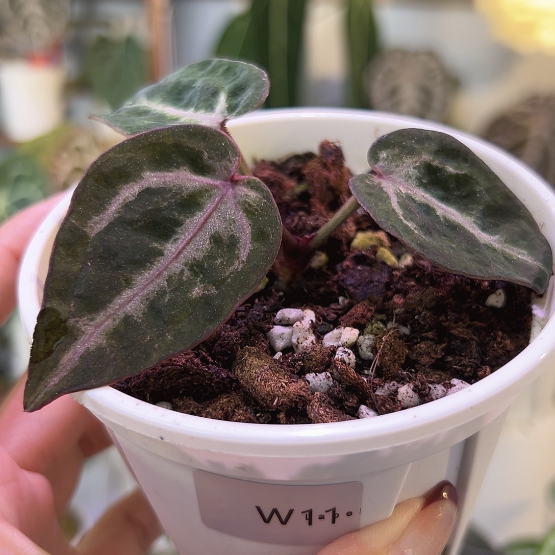 无花朵个体石化紫水晶W11