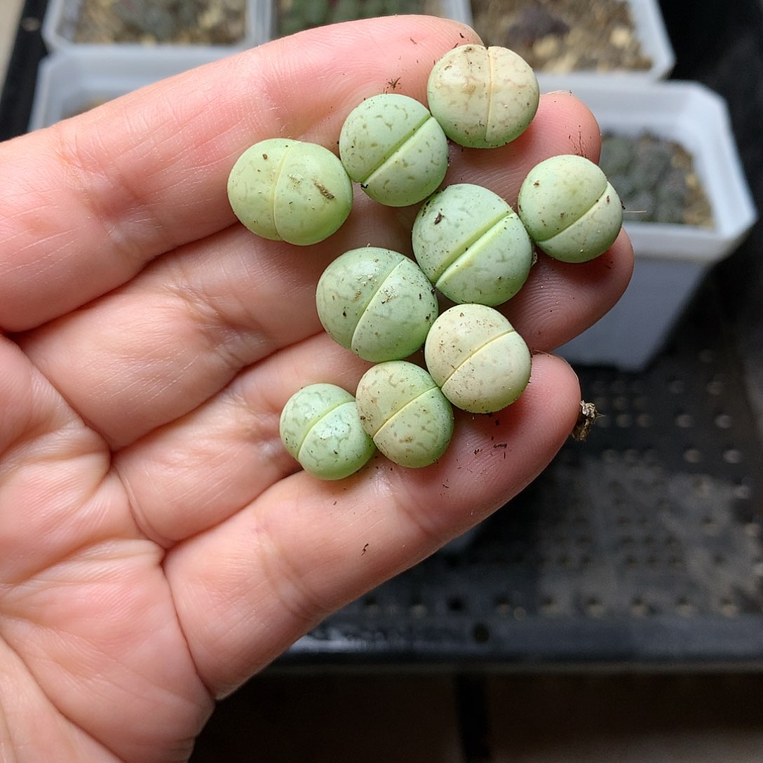 P101多肉植物保护