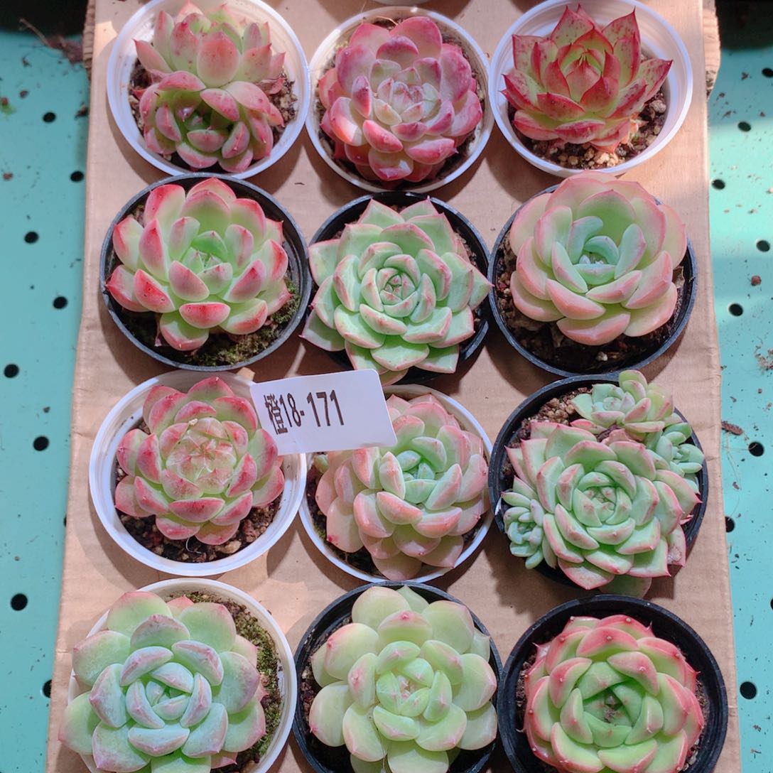 18-171一物一拍多肉带盆18颗