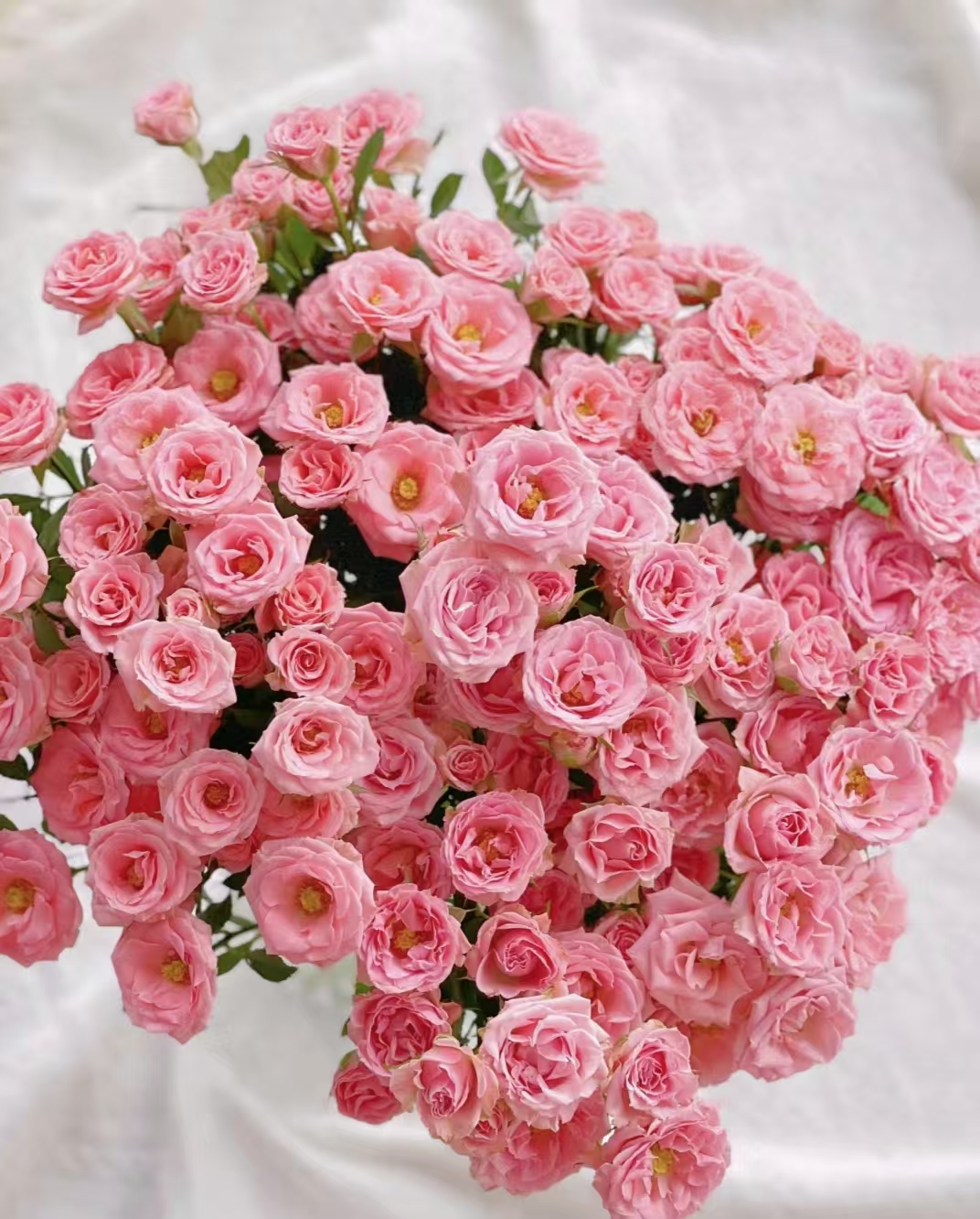 云南鲜花  露露公主泡泡玫瑰 P