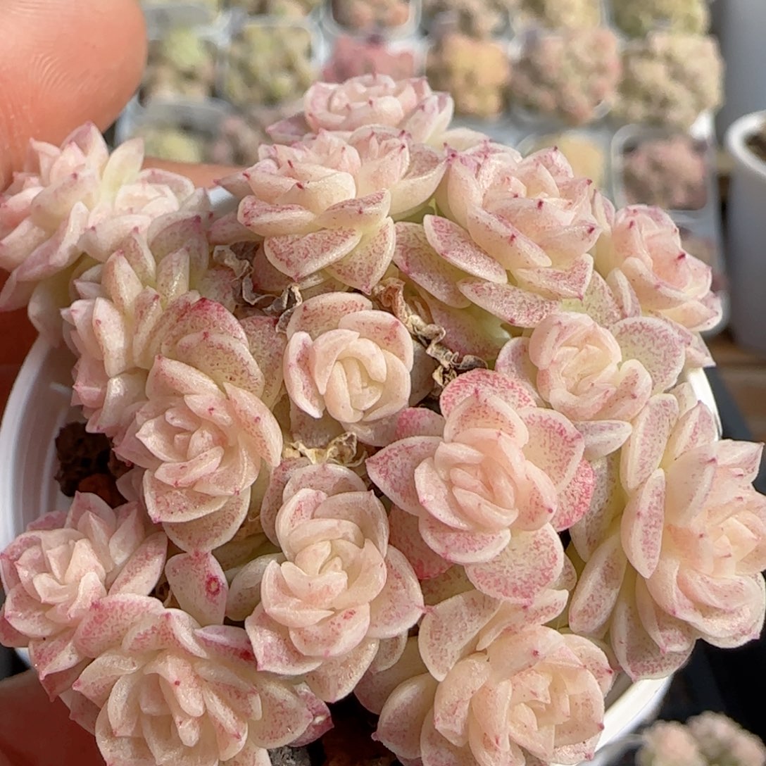 【闪购商品】0131-127（ttp-79）