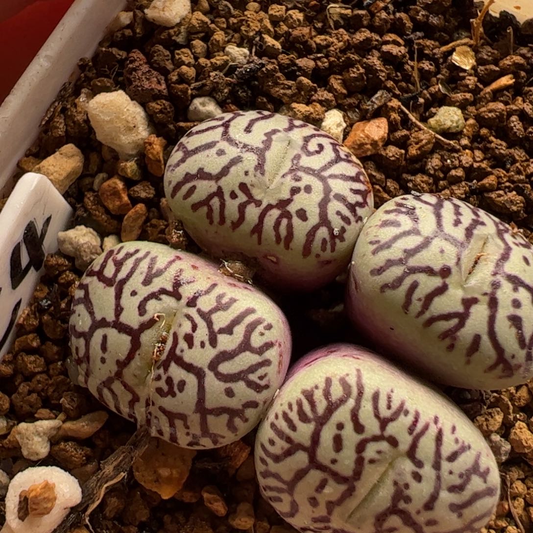 多肉植物百科129