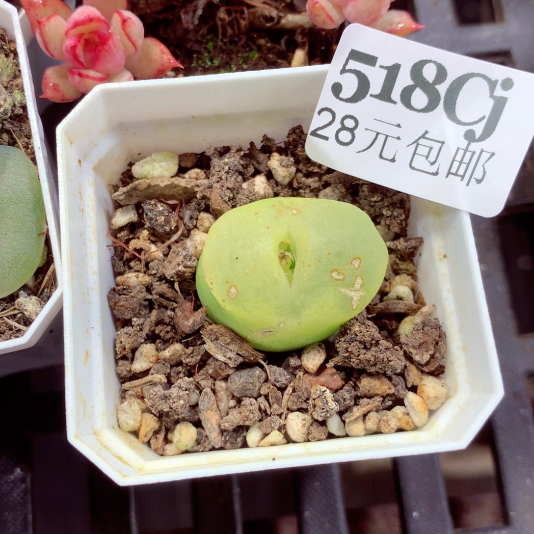 5厘米盆精控多肉518