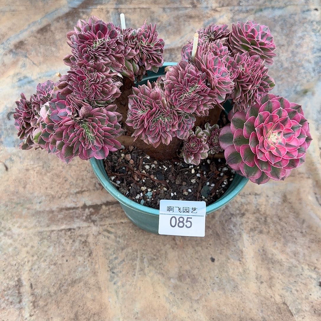 085多肉 荔枝缀福利法师