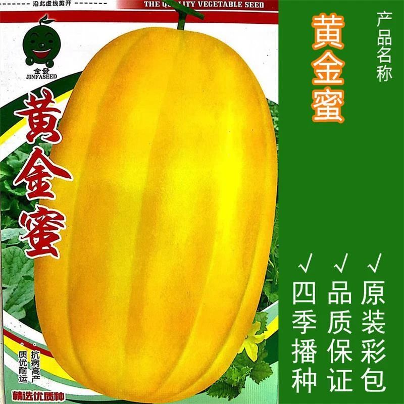 【黄金蜜甜瓜种子】水果黄瓤香瓜种籽春夏超甜早熟四季播种庭院