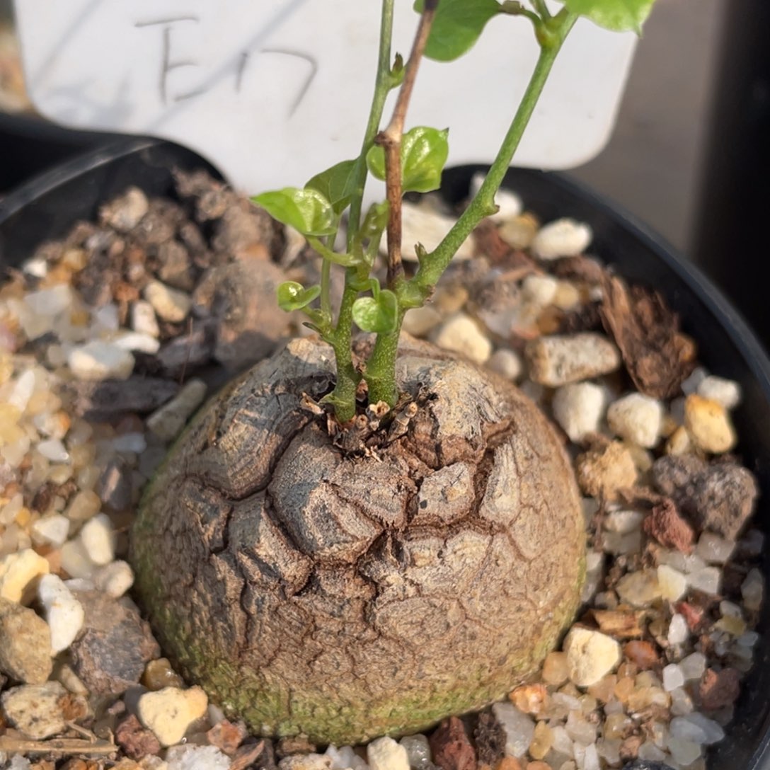 盆栽，龟甲龙4.3公分