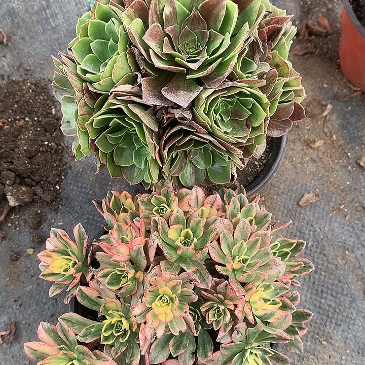 850两颗花月夜甜茶多肉