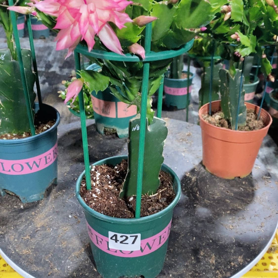 【闪购商品】当前无花朵，栽培后可花朵曼***伤427嫁接068