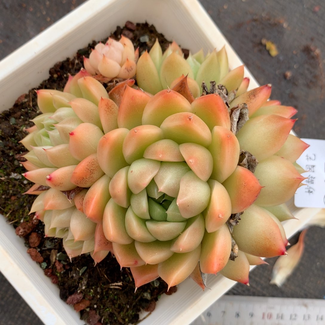 2456杂交精品基地10厘米