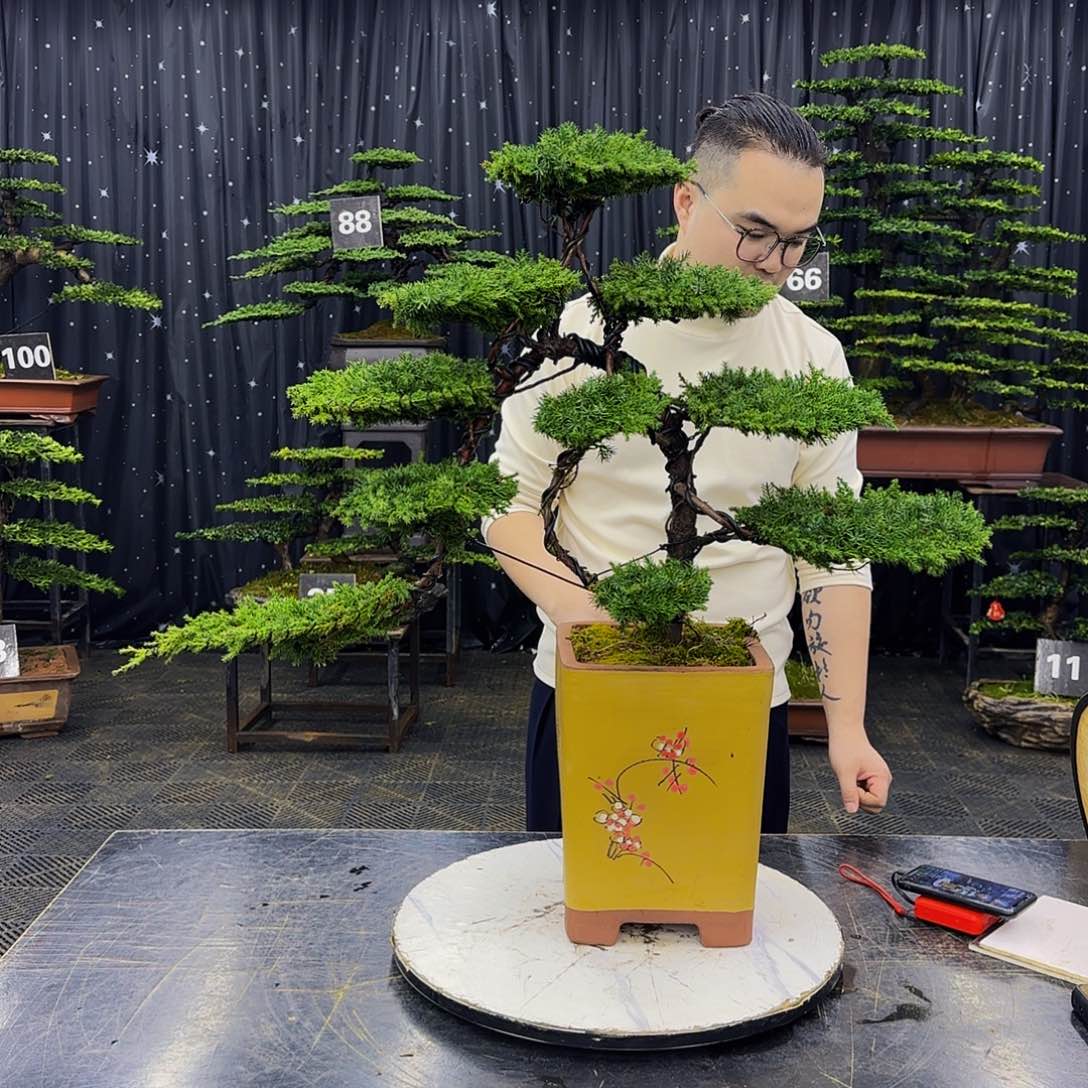 龙爪松高端造型盆景
