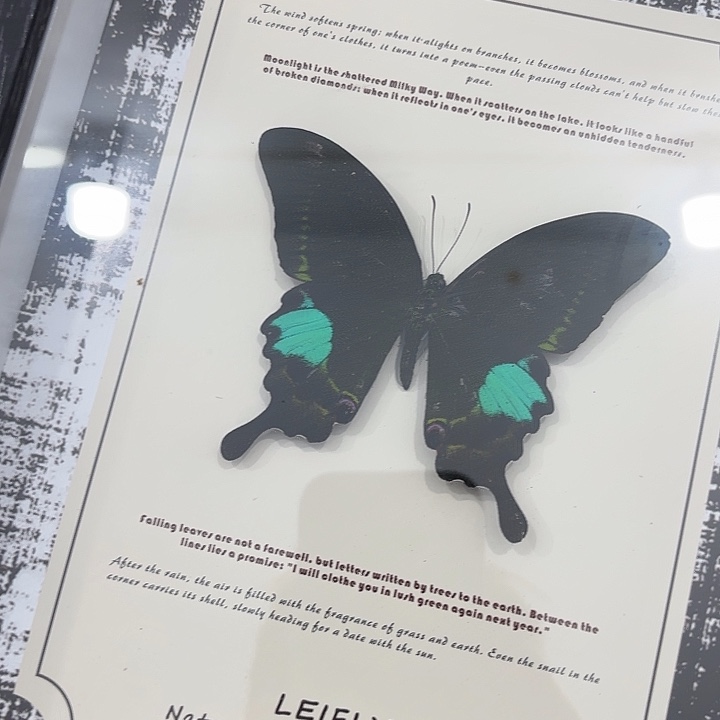 二****蝴蝶标本定制074@