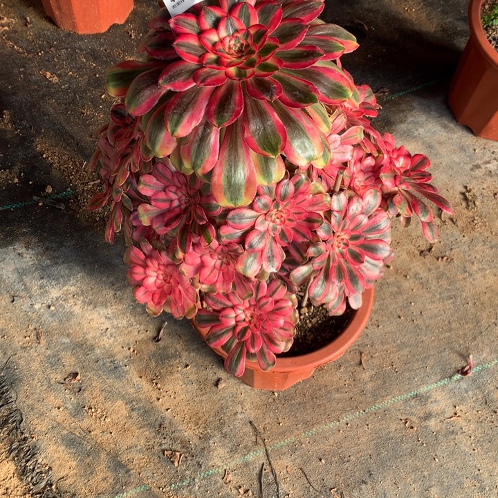 470初恋多肉植物特价