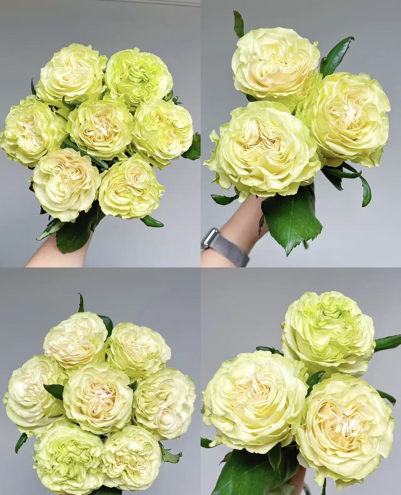 【琉璃翠玫瑰】云南基地直发，同一地址任意两单送配草