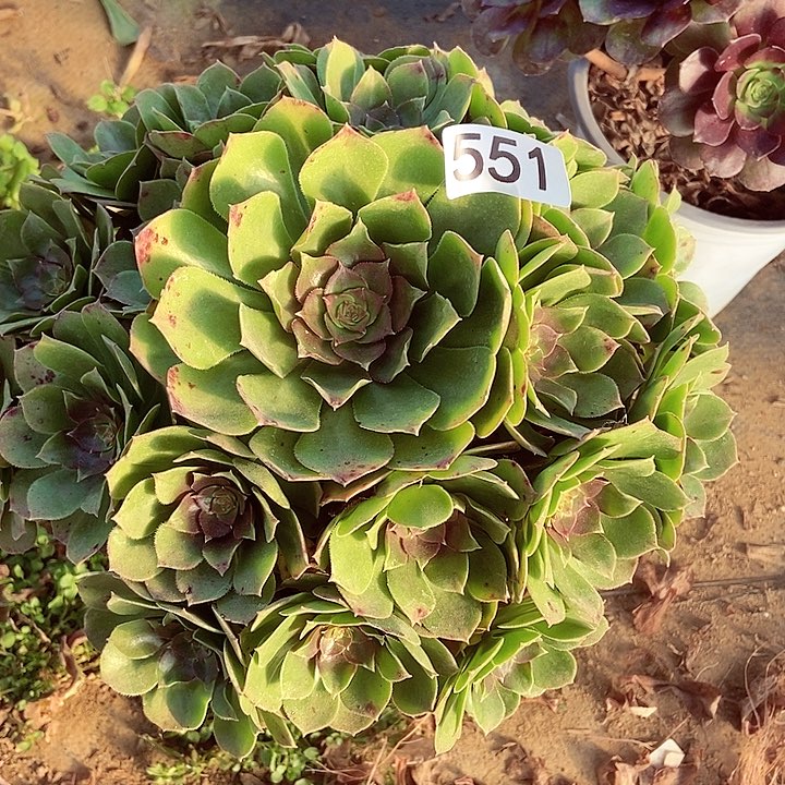 红心万圣节551多肉不包断