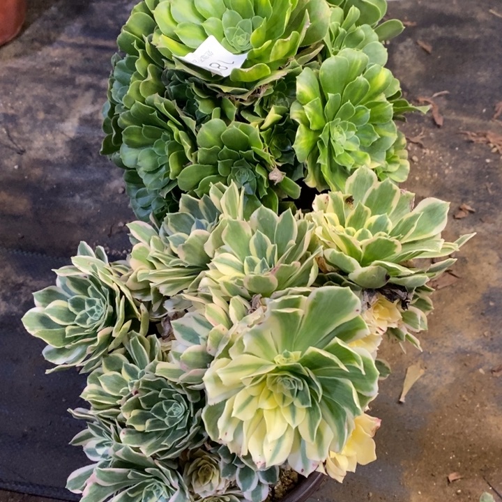 两盆多肉断头不包1875