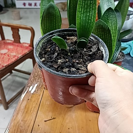 当前无花栽培后可以开花