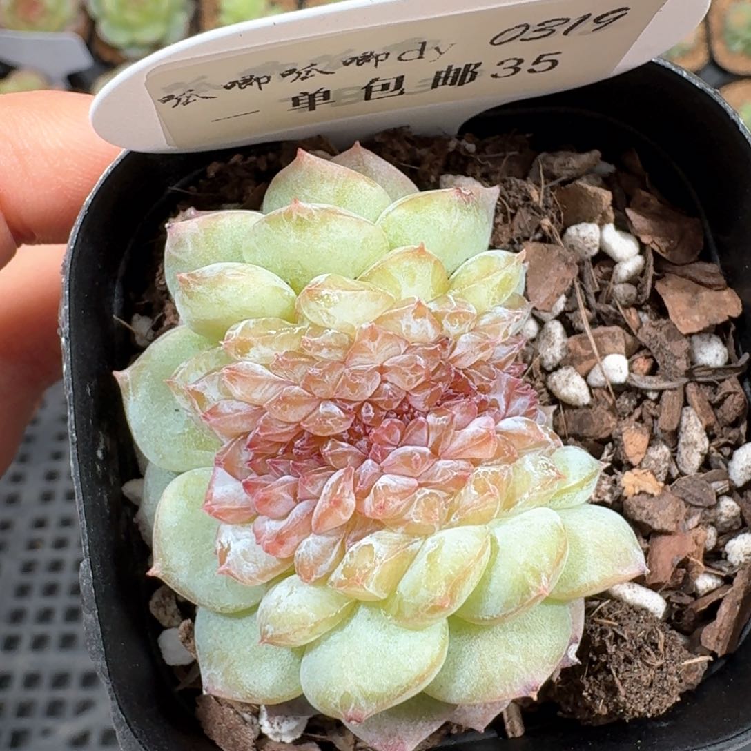 0319-035-紫色缀一颗