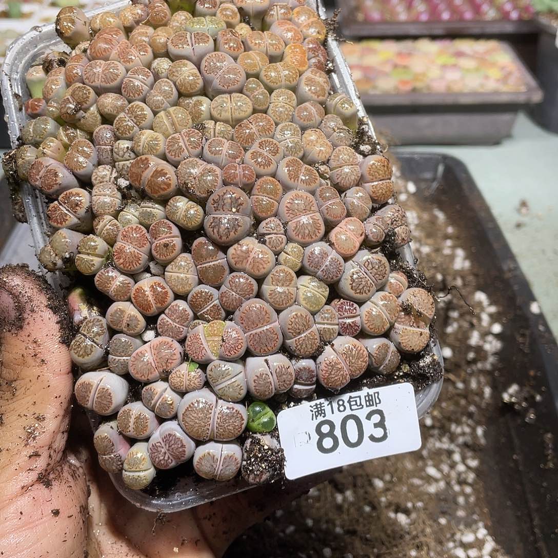 803当天凑满十八元包邮生石花