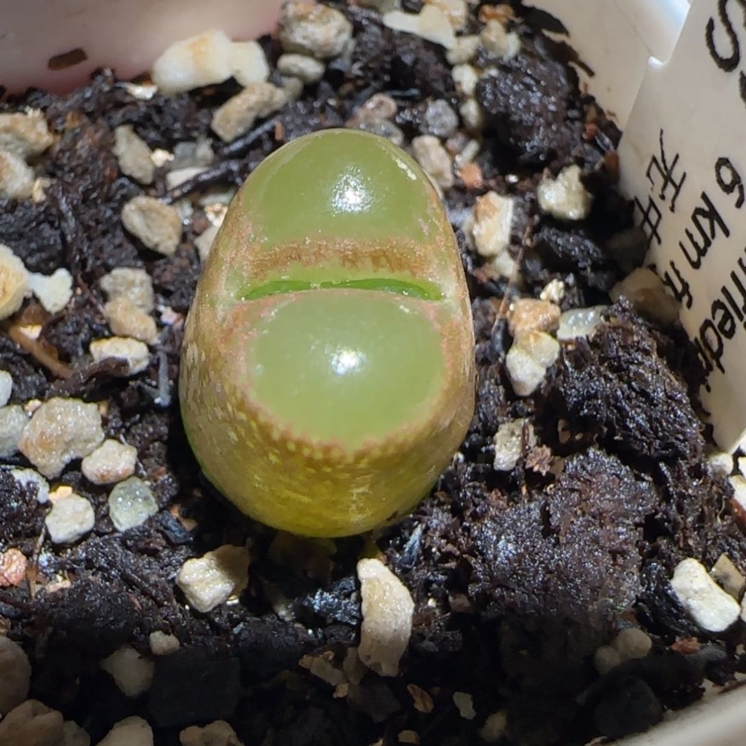 肉锥多肉植物百科30-6km风铃1073