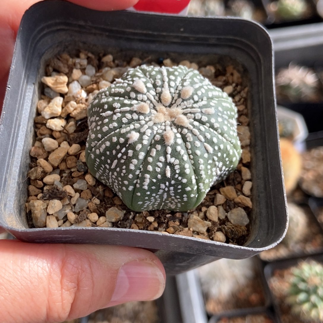 实生连线海星奇迹兜4.2cm