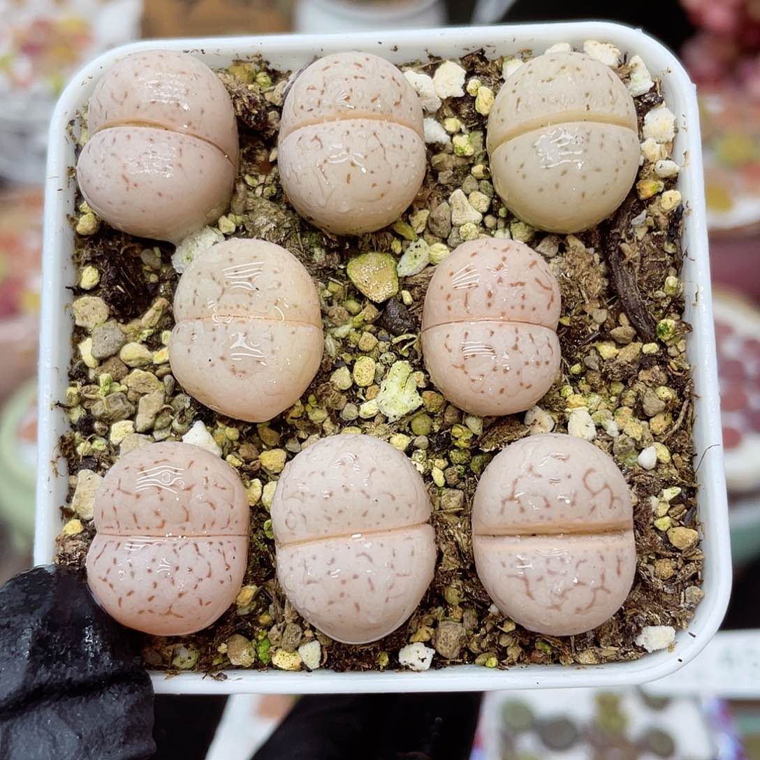 生石花满18包邮14-127