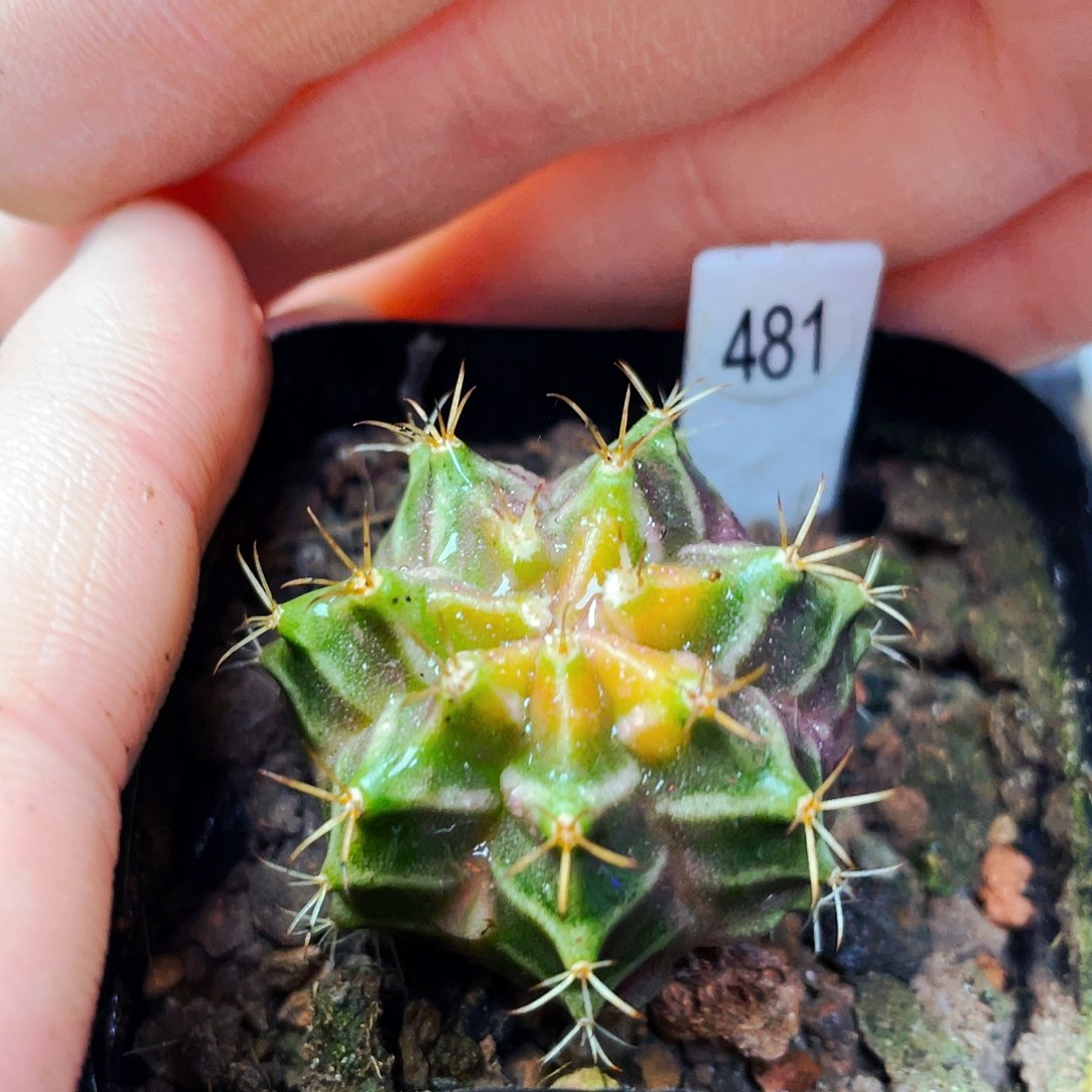 非偏远地区满25包邮仙人球