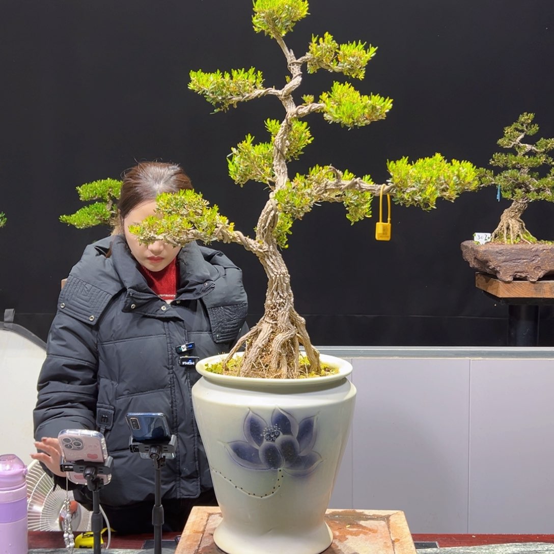 黄杨盆景老桩四季长青