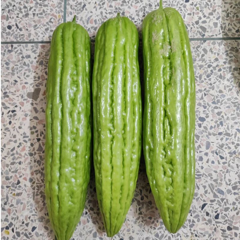【本地苦瓜3斤】/【大丁苦瓜】广东省内包邮潮汕本地农家菜现摘现发